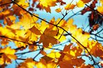 sunlight and blue sky through fall leaves