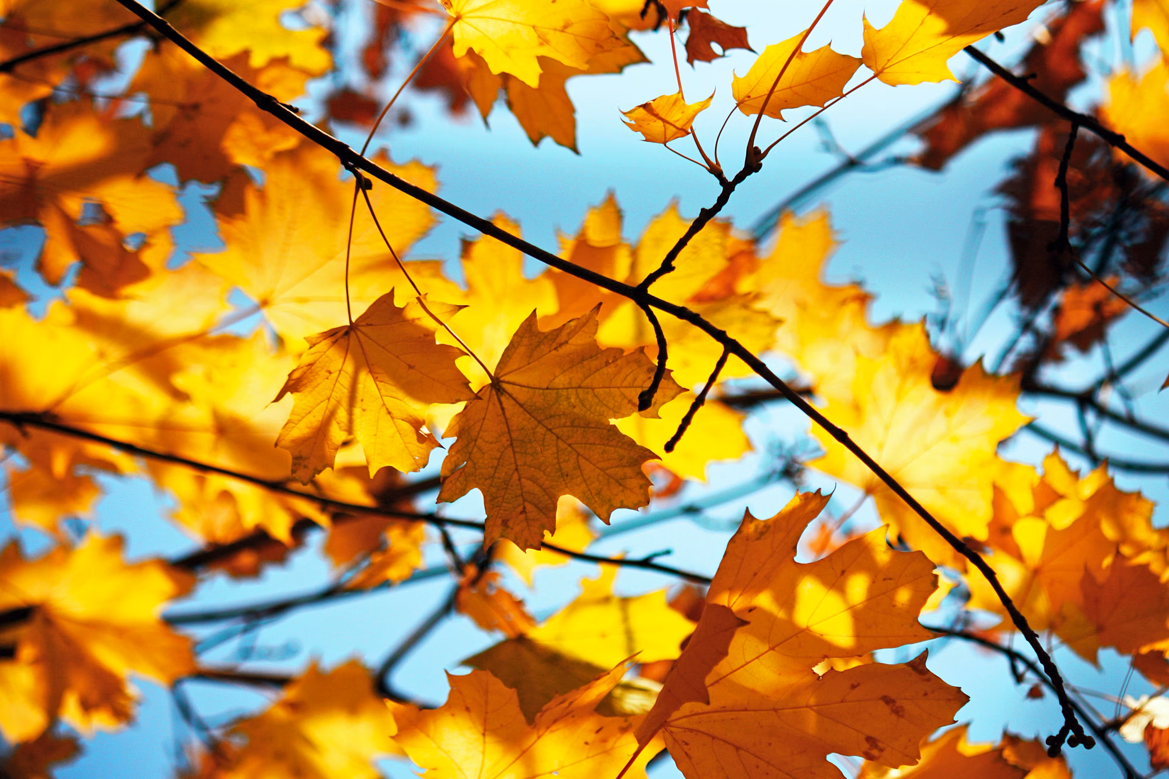 sunlight and blue sky through fall leaves