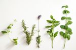 aromatherapy herbs