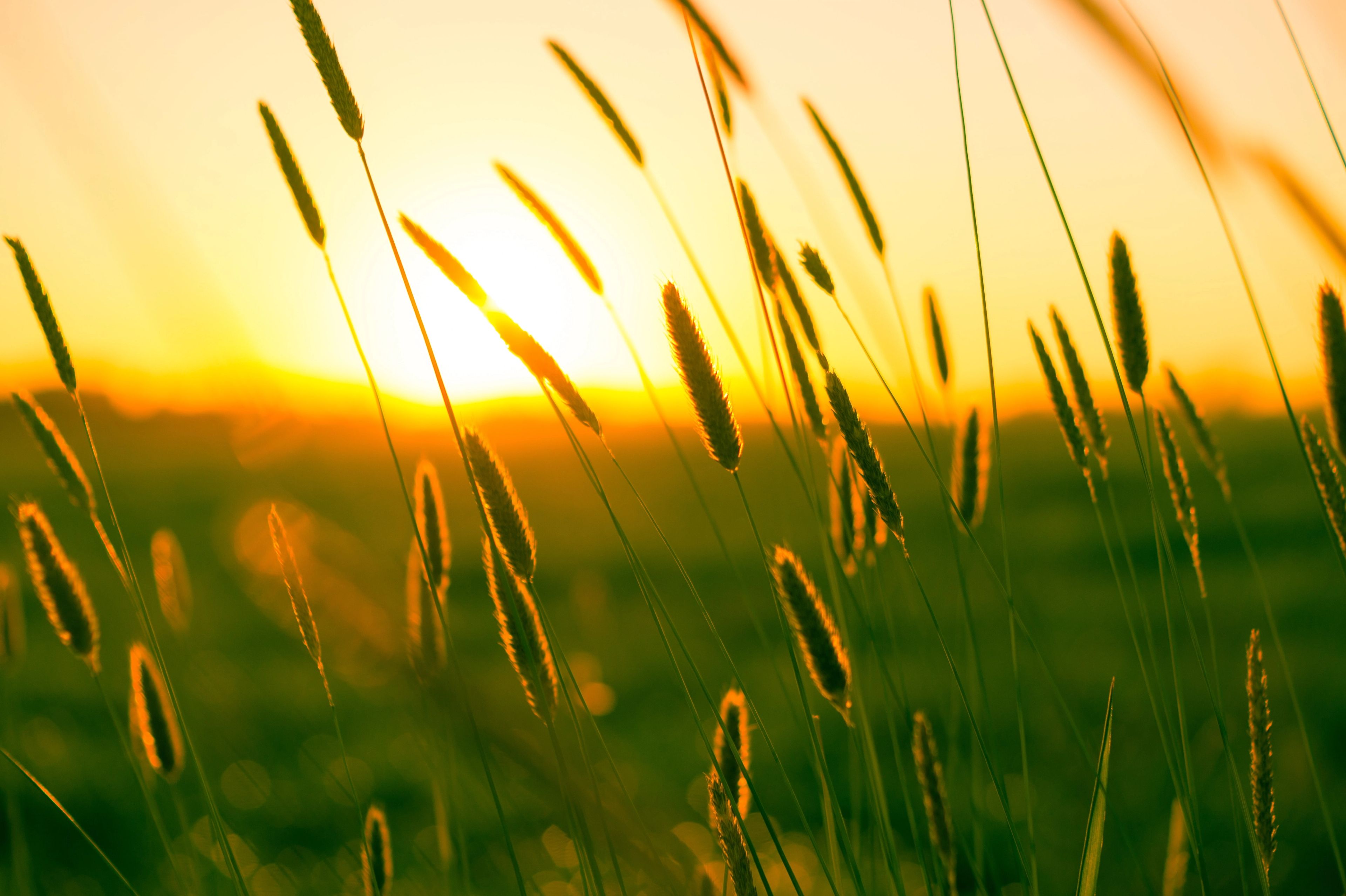 sunshine in a field