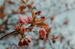 pink flower in bloom