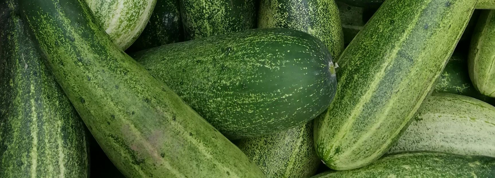 fisetin, cucumber