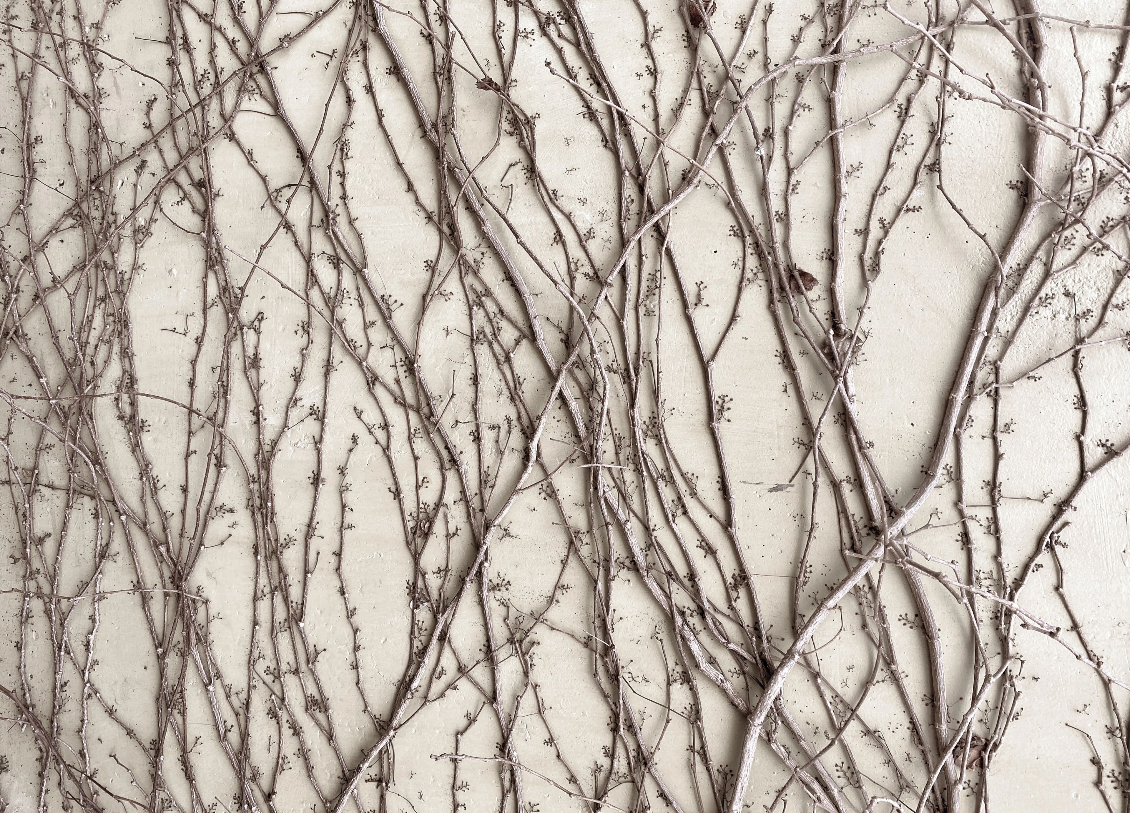Vines climbing a wall