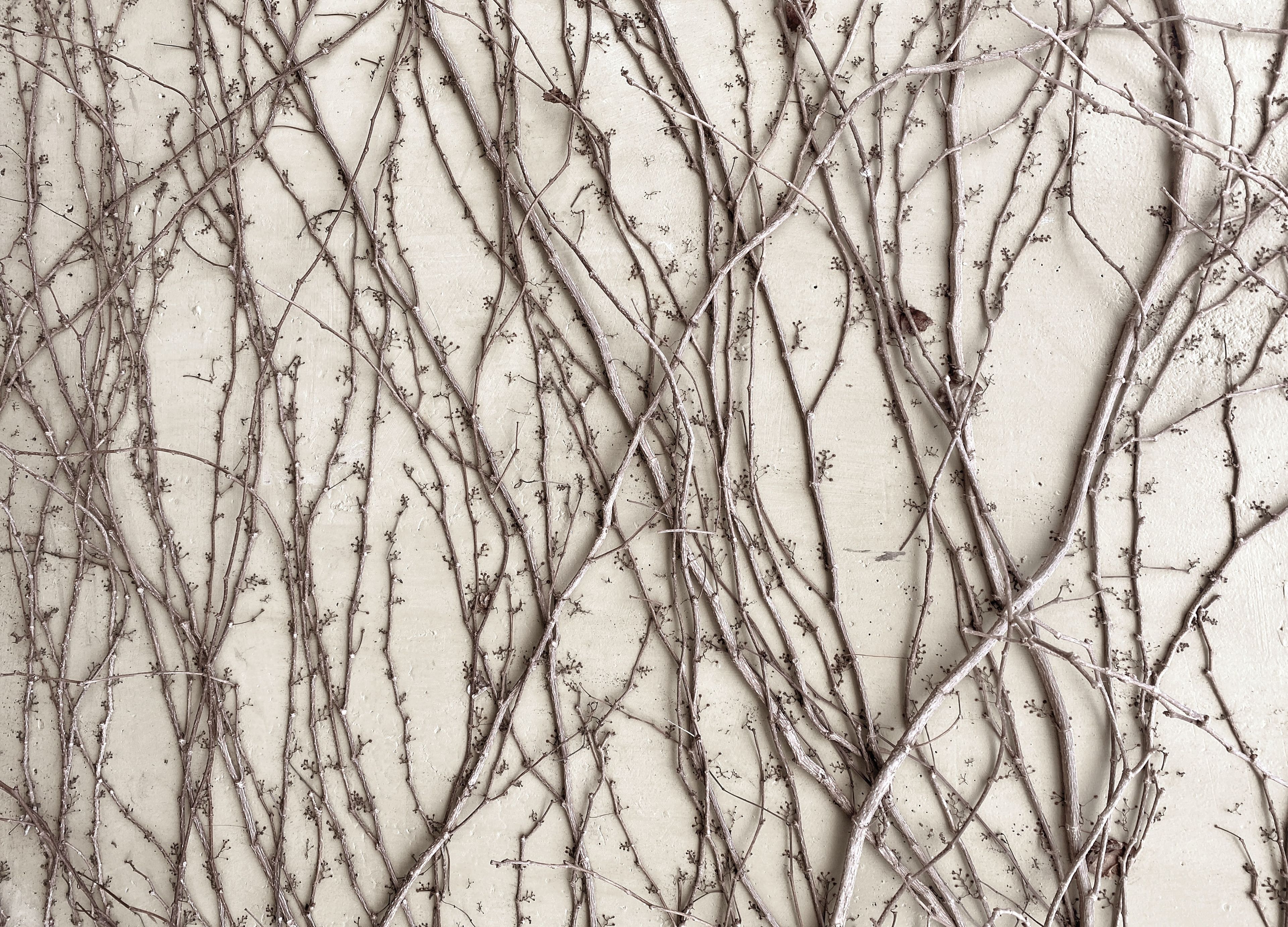 Vines climbing a wall