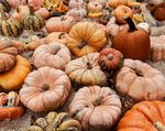 Pumpkin patch with various kinds of pumpkins.