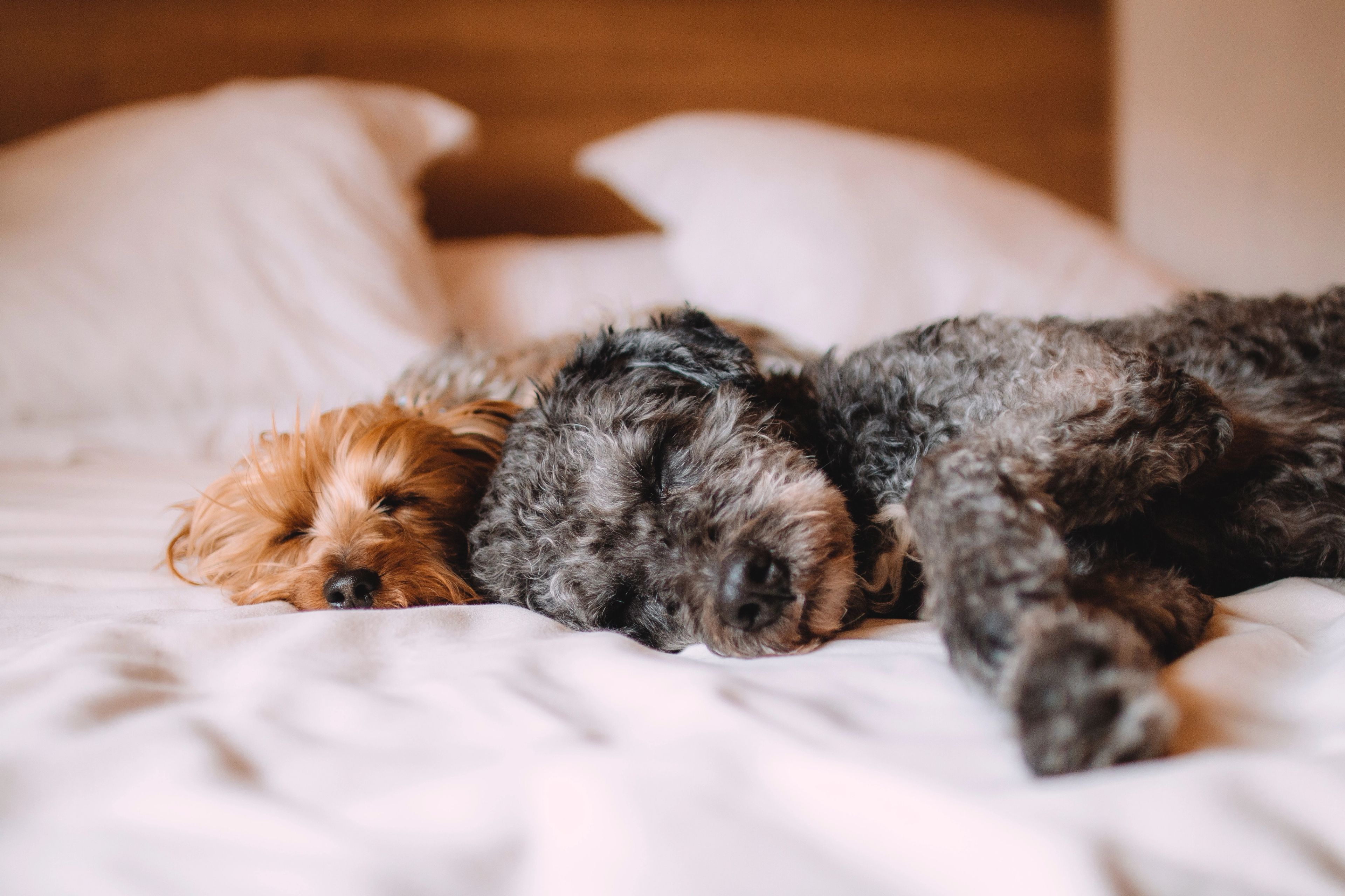 Two puppies napping on a bed together