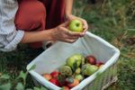 Basket of apples and pears.