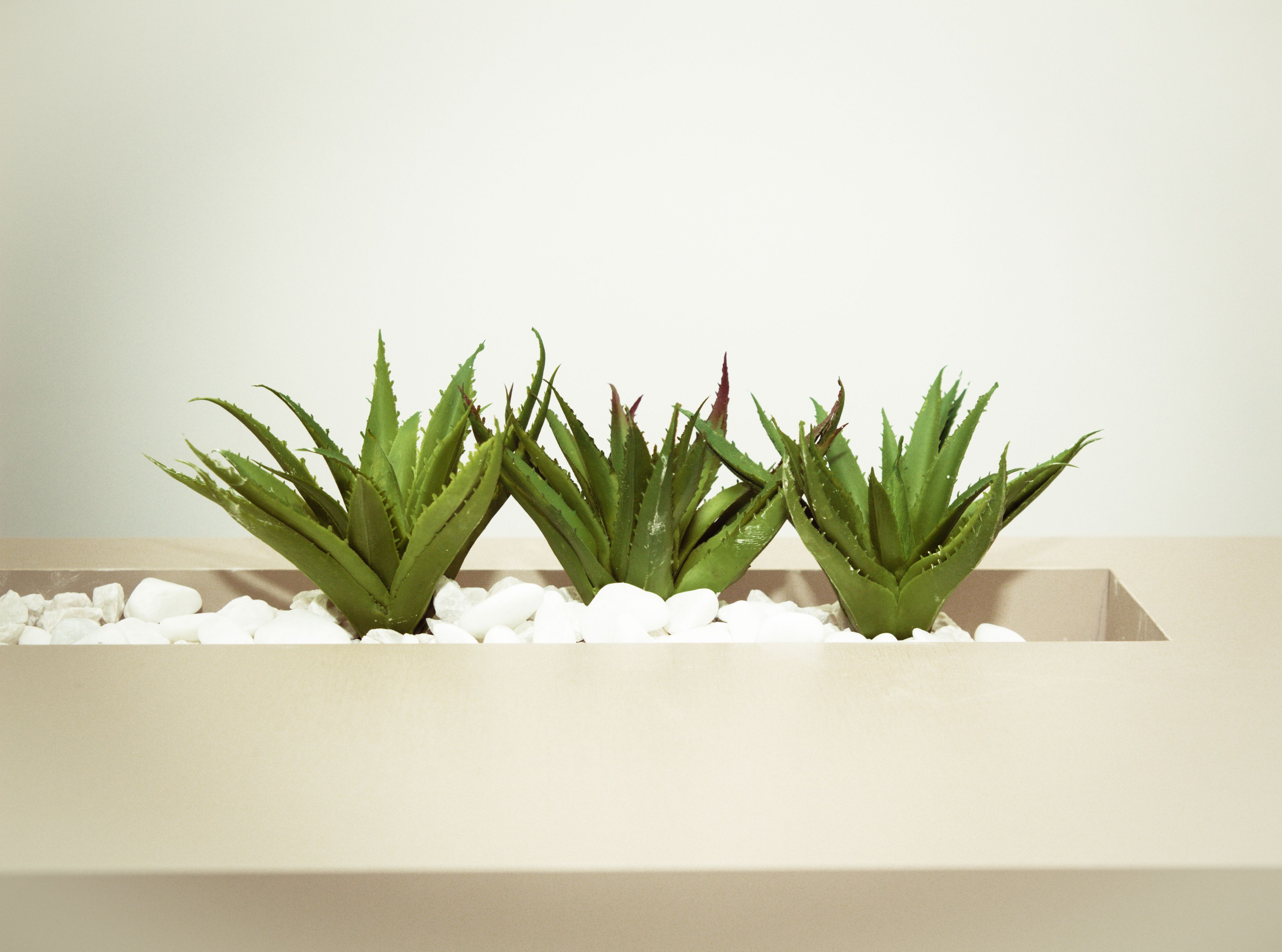 The Many Benefits of Aloe Vera According to Ayurveda THE WELL