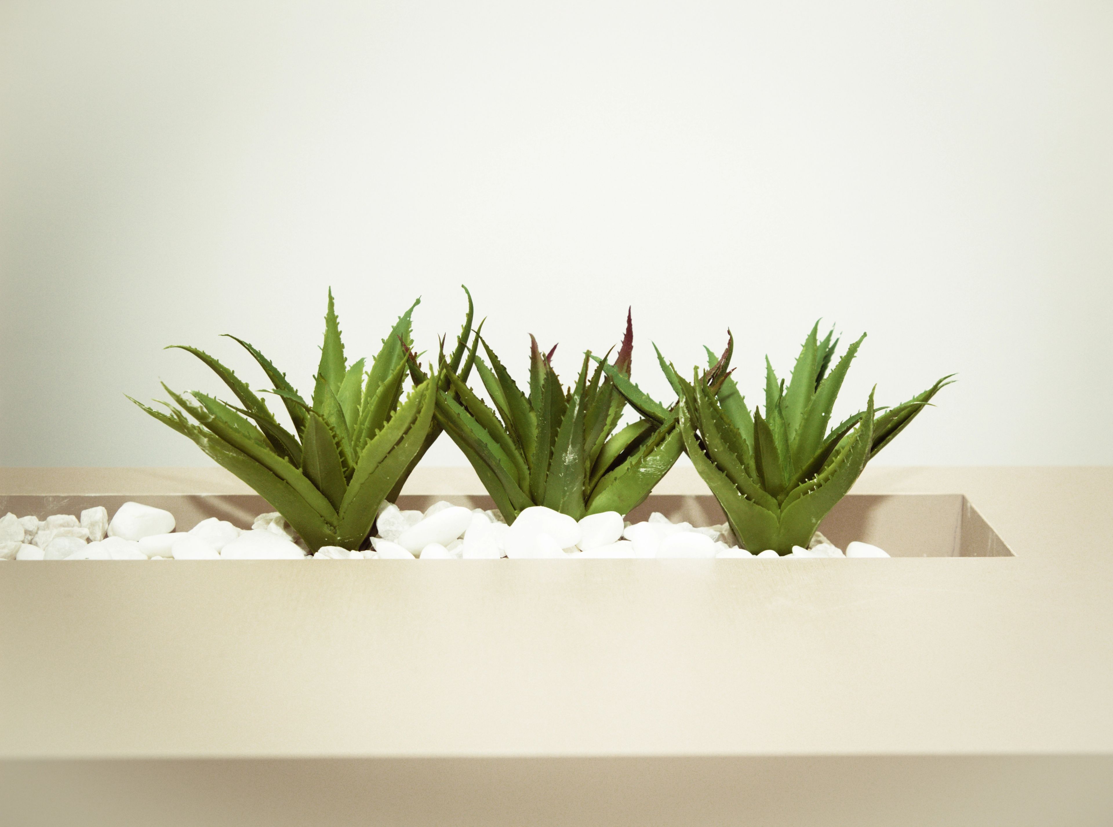 aloe-vera-plant
