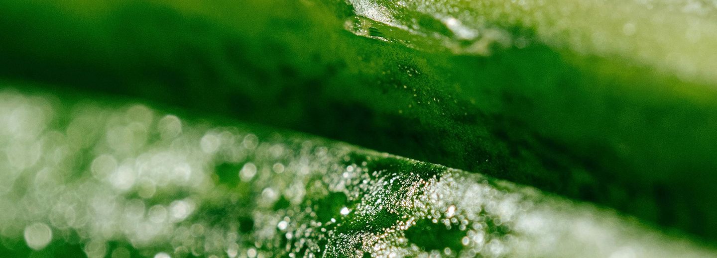 Seaweed