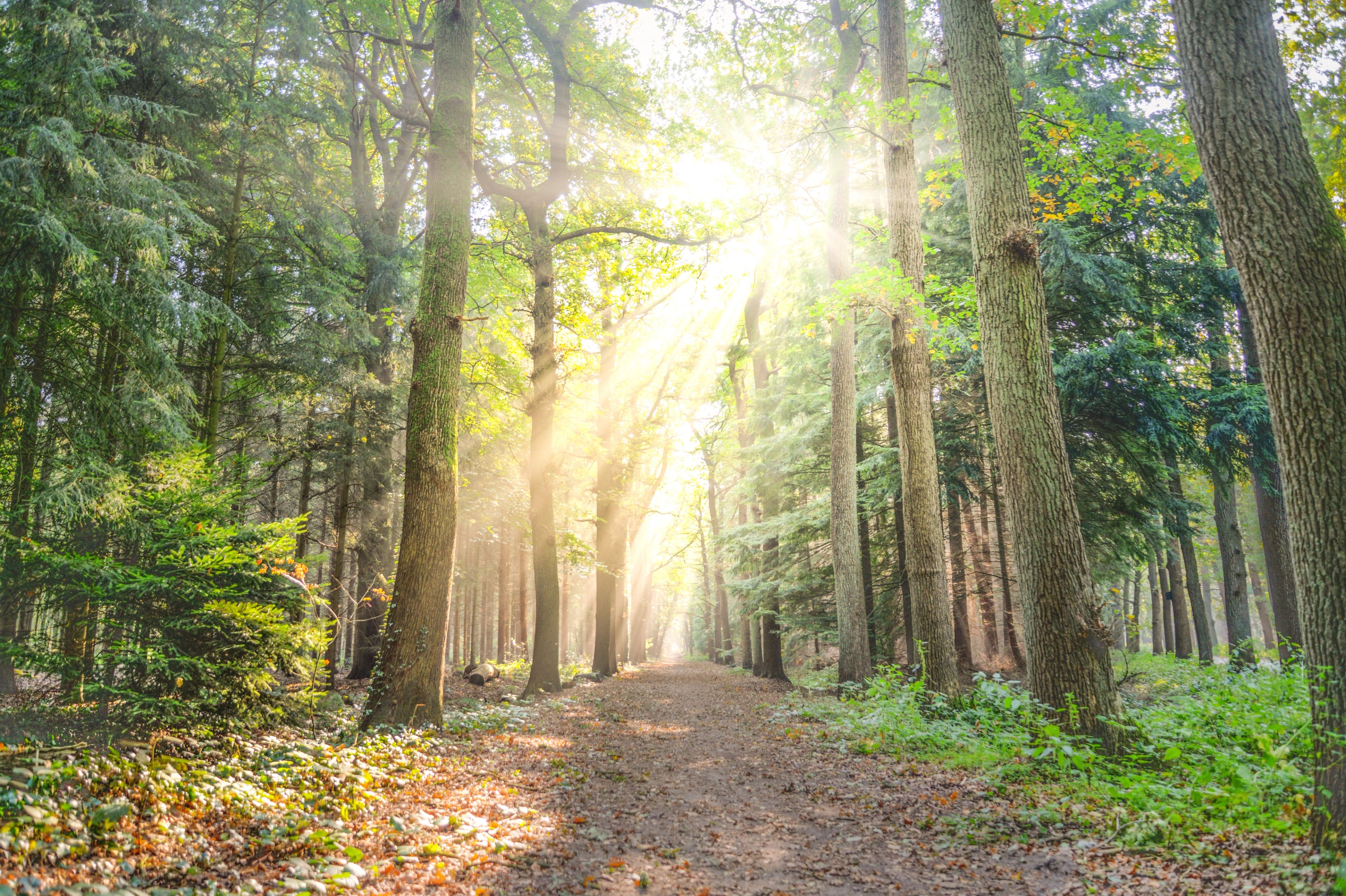 pathway through a forest with sunlight streaming in
