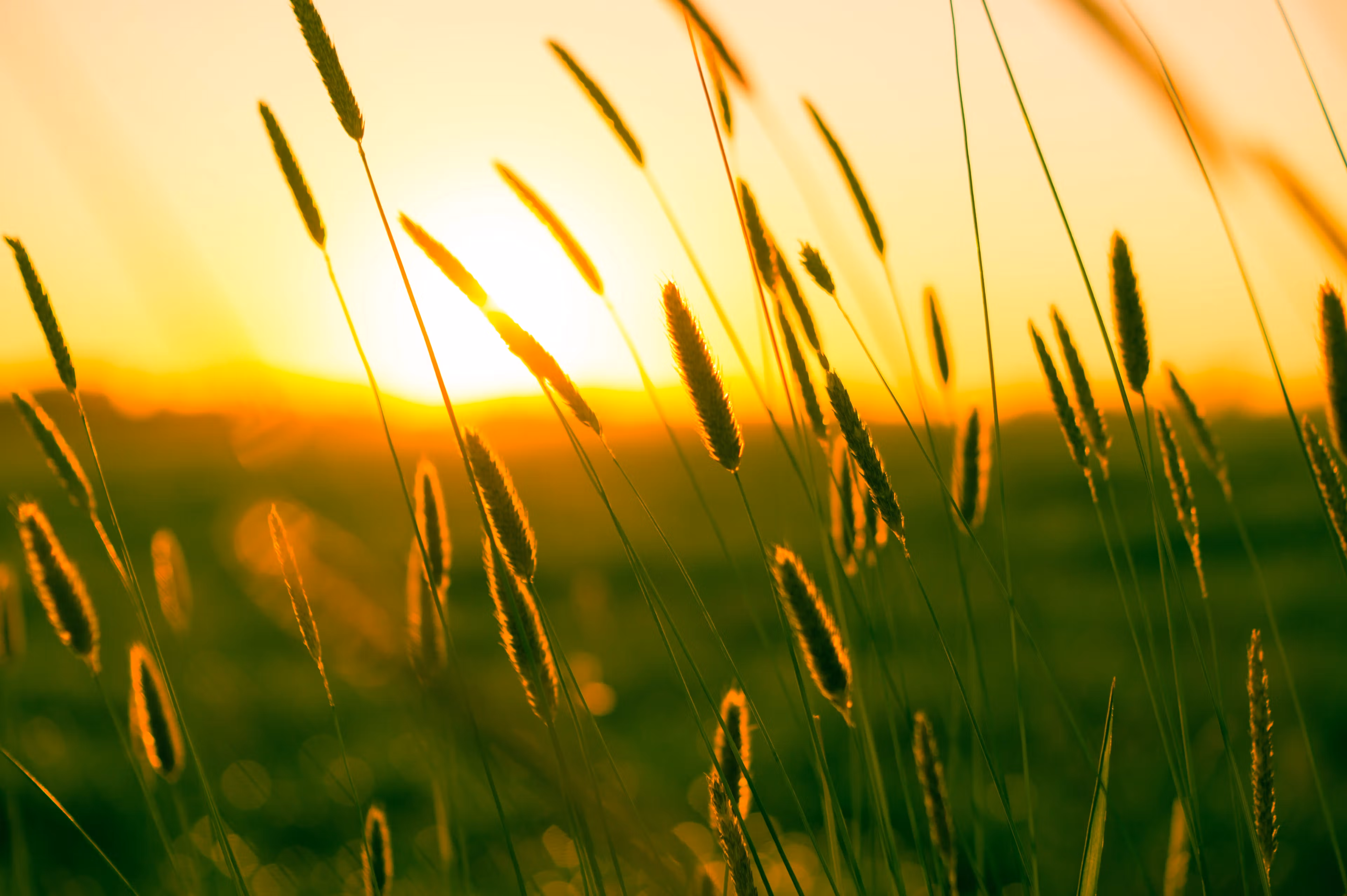 sunshine in a field