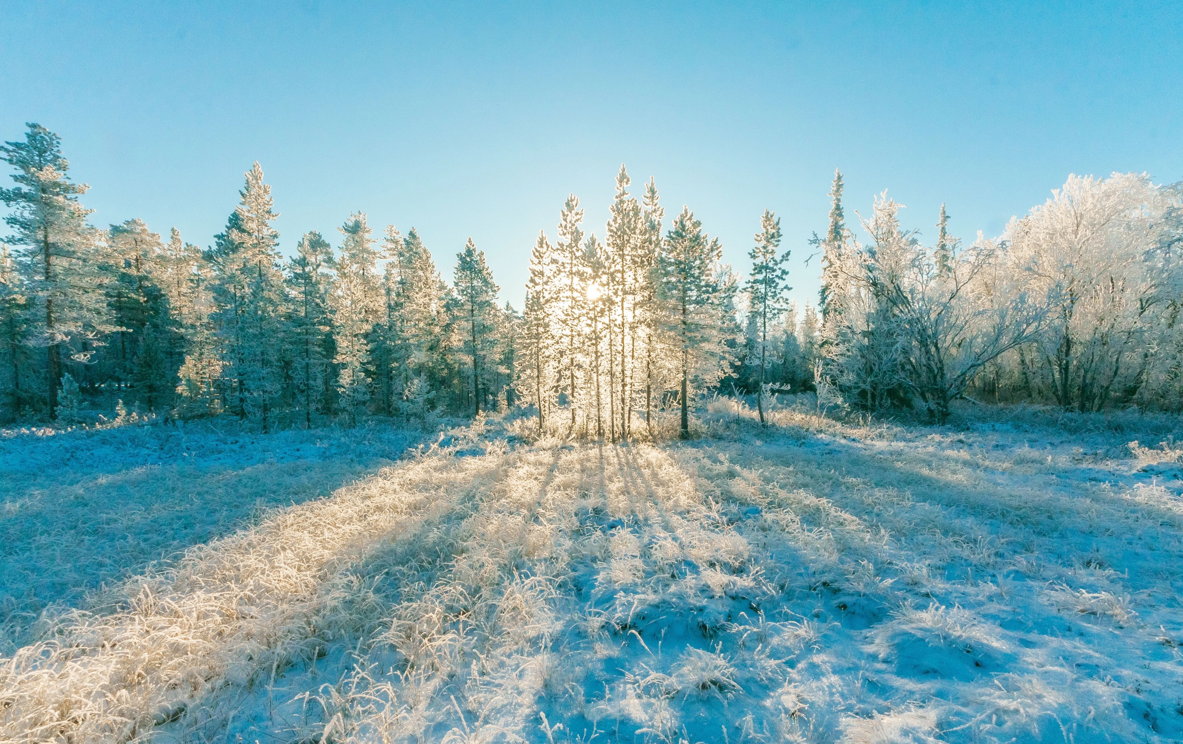 Snowy field and pine trees