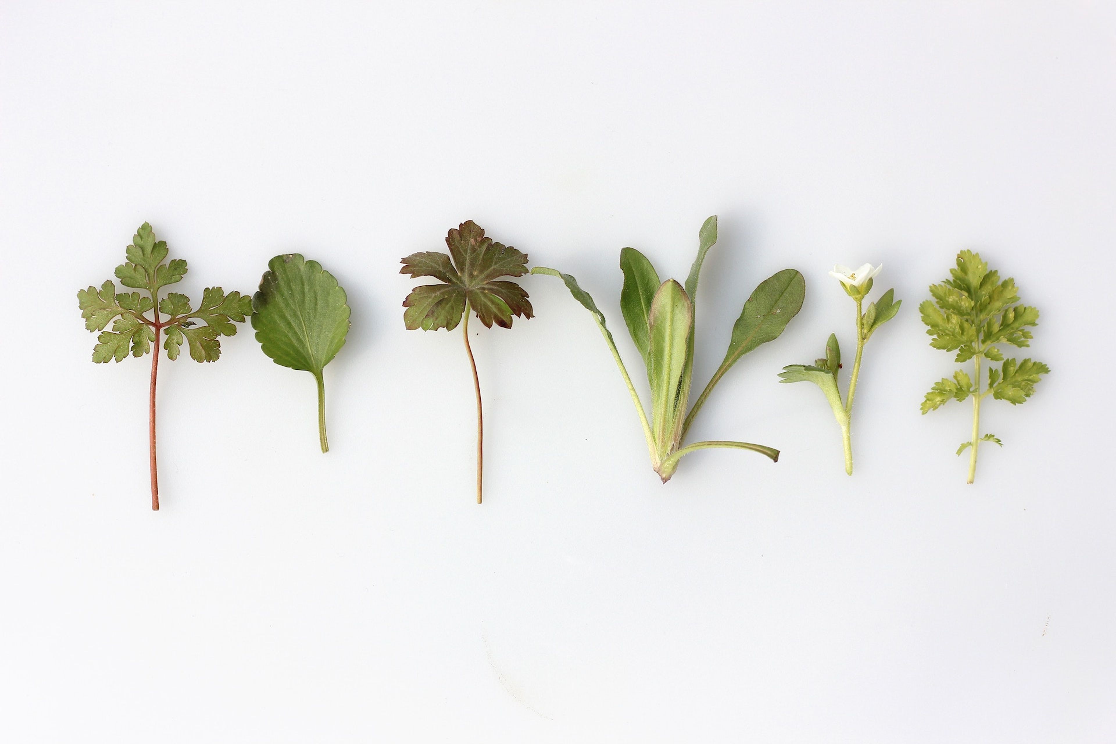 adaptogens