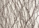 Vines climbing a wall