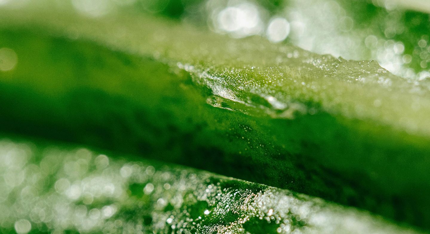 Seaweed