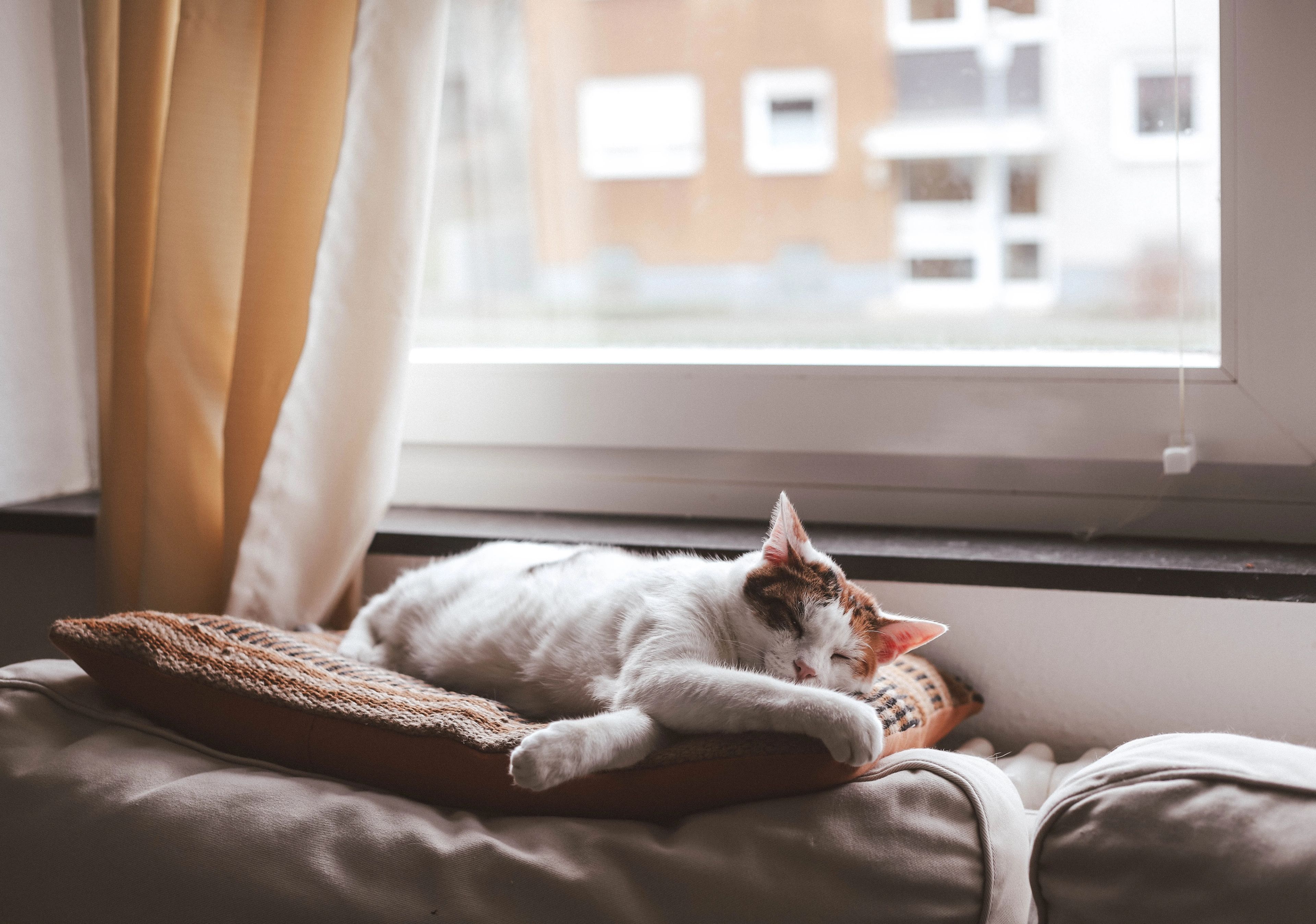 cat-sleeping-in-window