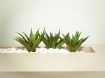 aloe-vera-plant