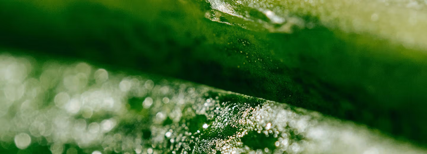 Seaweed